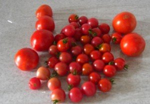 とまと8月15日収穫