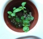 水耕栽培容器へ移植2 2009年4月9日