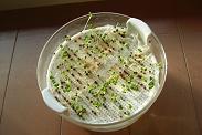 サラダみずなの発芽