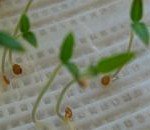 マイクロトマトの双葉