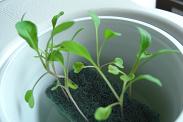 ルッコラ水耕中その２