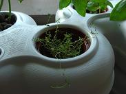 水耕器のタイム 2009年8月16日