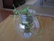 水栽培のタイム 2009年8月16日